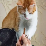 Рыже-белая кошечка в добрые руки — tiger cat, Egyptian cat (photo 2)