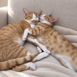 Котята Азатот и Йог-Сотот в добрые руки — tiger cat, Egyptian cat, tabby (photo 1)