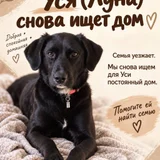 Собака Уся в добрые руки — Labrador retriever, flat-coated retriever (photo 1)