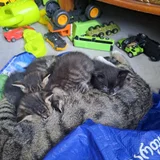 Котята в добрые руки — tabby, quilt, Egyptian cat (photo 2)