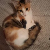 Котята в добрые руки (photo 6)
