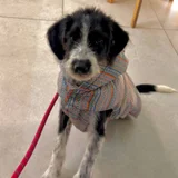 Щенок Снорби (4 мес) — Tibetan terrier (photo 1)