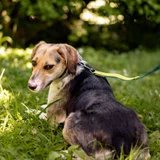 Собака Мира — beagle, Saluki, bluetick (photo 1)