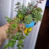 Растения в горшках — pot (photo 3)