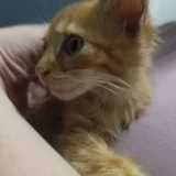 Котёнок — tabby, tiger cat, Egyptian cat (photo 2)