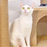 Кошка Тильда — Egyptian cat, Siamese cat (photo 1)