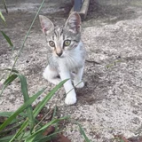Котенок девочка 3-4 месяца — Egyptian cat, tabby (photo 3)