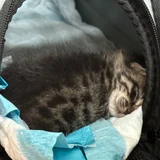 Котёнок в добрые руки — tabby, plastic bag, Egyptian cat (photo 2)