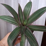 Хамедорея — pot, pineapple (photo 3)