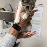 Котенок девочка 3-4 месяца (photo 10)