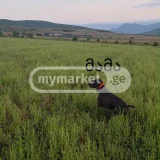 Собака (photo 2)