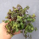 Каллизия зелёная — pot (photo 2)