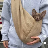 Слинг для питомца — Chihuahua, Siamese cat (photo 1)