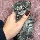 Котёнок Киси, девочка — tiger cat, tabby (photo 1)