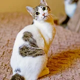 Кошка Орнелла (photo 8)