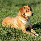 Щенок ищет дом — redbone (photo 1)