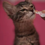 Котёнок Маршалл — Egyptian cat, tabby (photo 1)