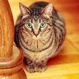 Кот Тео — tabby, tiger cat, Egyptian cat (photo 4)