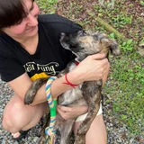 Метис малинуа Ника — malinois, Mexican hairless, Great Dane (photo 2)