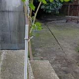 Традесканция садовая — walking stick, crutch, lawn mower (photo 5)