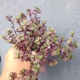 Каллизия вариегатная розовая (минитрадесканция) — pot (photo 3)