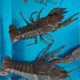 Краб (разные виды) — isopod, king crab, American lobster (photo 4)
