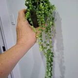 Женское счастье — pot, shower curtain, broccoli (photo 5)