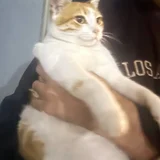 Кошечка ищет дом — Egyptian cat, tabby (photo 1)