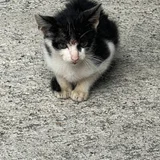 Котенок в добрые руки — Egyptian cat, tabby (photo 2)