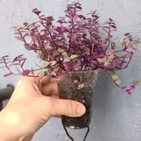 Каллизия зелёная — pot (photo 3)
