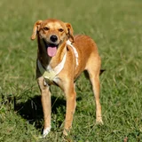 Щенок ищет дом — redbone, dingo (photo 2)