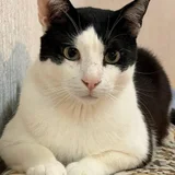 Кот Тесла — Egyptian cat (photo 3)
