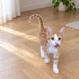 Котята Азатот и Йог-Сотот в добрые руки — Egyptian cat (photo 3)