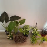 Комнатные растения и горшки — pot (photo 2)
