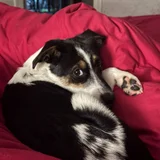Собака Джуля в добрые руки — Border collie, Appenzeller (photo 2)