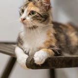 Кошка Флаффи в добрые руки (photo 5)