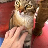 Котёнок Хлоя в добрые руки — Egyptian cat, tabby, tiger cat (photo 3)