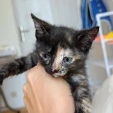 Котенок в добрые руки — Egyptian cat, tabby (photo 3)
