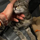 Котёнок девочка в добрые руки — tabby, Egyptian cat, tiger cat (photo 4)