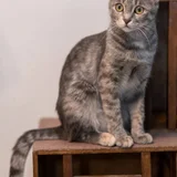 Кошка Смоки — Egyptian cat, tabby, tiger cat (photo 5)