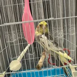 Волнистый попугай с клеткой и всем необходимым — cock, shopping cart (photo 1)