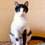 Кошка (Egyptian cat) (photo 2)