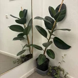 Фикус — pot (photo 1)