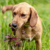 Собака Бейли в добрые руки — golden retriever, Labrador retriever (photo 5)
