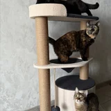 Новая когтеточка — tabby, Egyptian cat, lynx (photo 2)