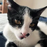Котенок Шуфутинский младший — Egyptian cat (photo 1)