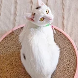 Кошка Тильда — black-footed ferret (photo 1)