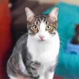 Котёнок Финдус — Egyptian cat, tabby, tiger cat (photo 2)