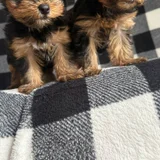 Щенки мини-йорка — silky terrier, Yorkshire terrier, Australian terrier (photo 5)