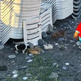 Мама с 6 щенками в добрые руки — Cardigan, basset, guinea pig (photo 4)